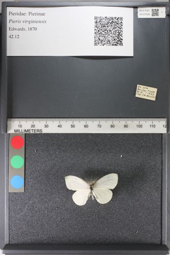 Media type: image;   Entomology 127526